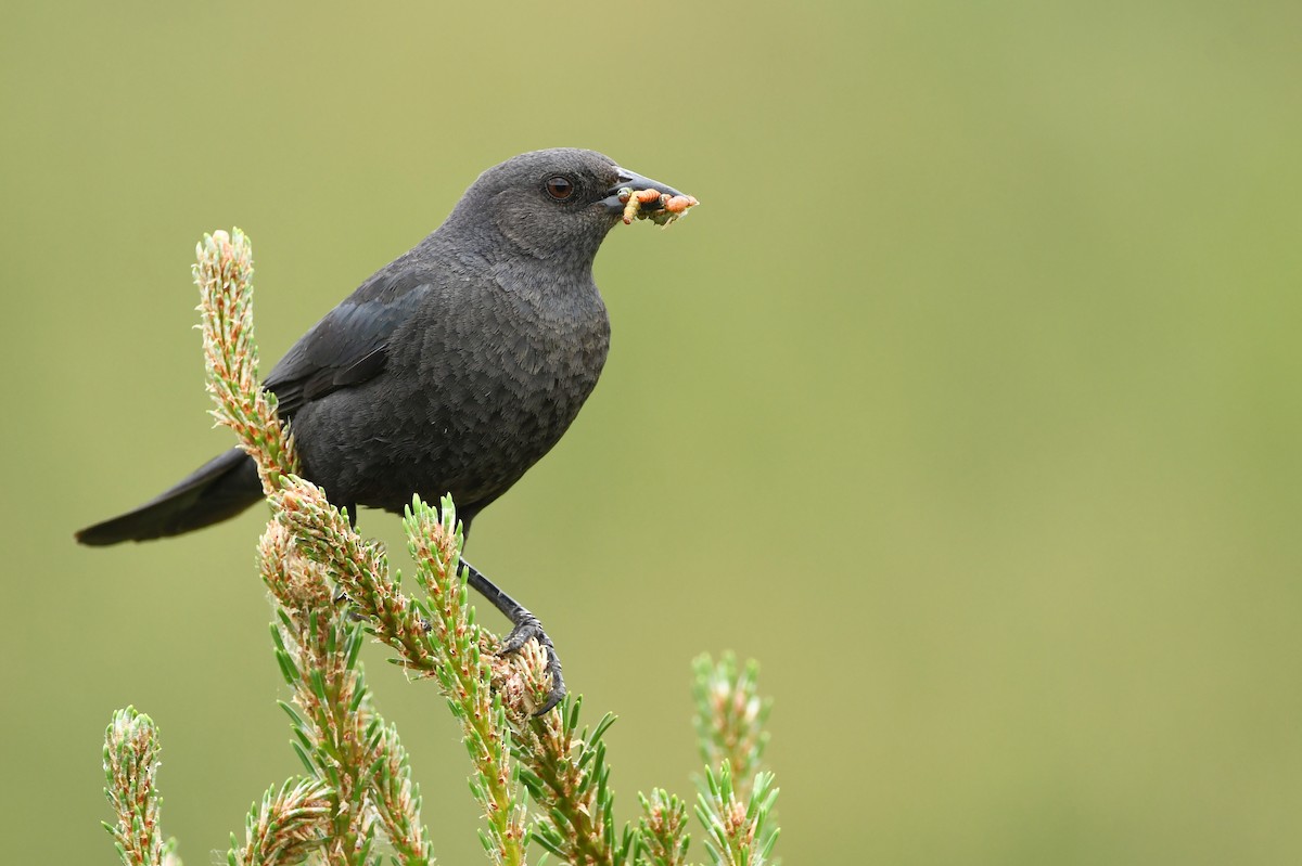 Brewer's Blackbird - ML620420491