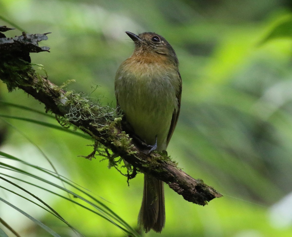 Rufous-breasted Flycatcher - ML620420500