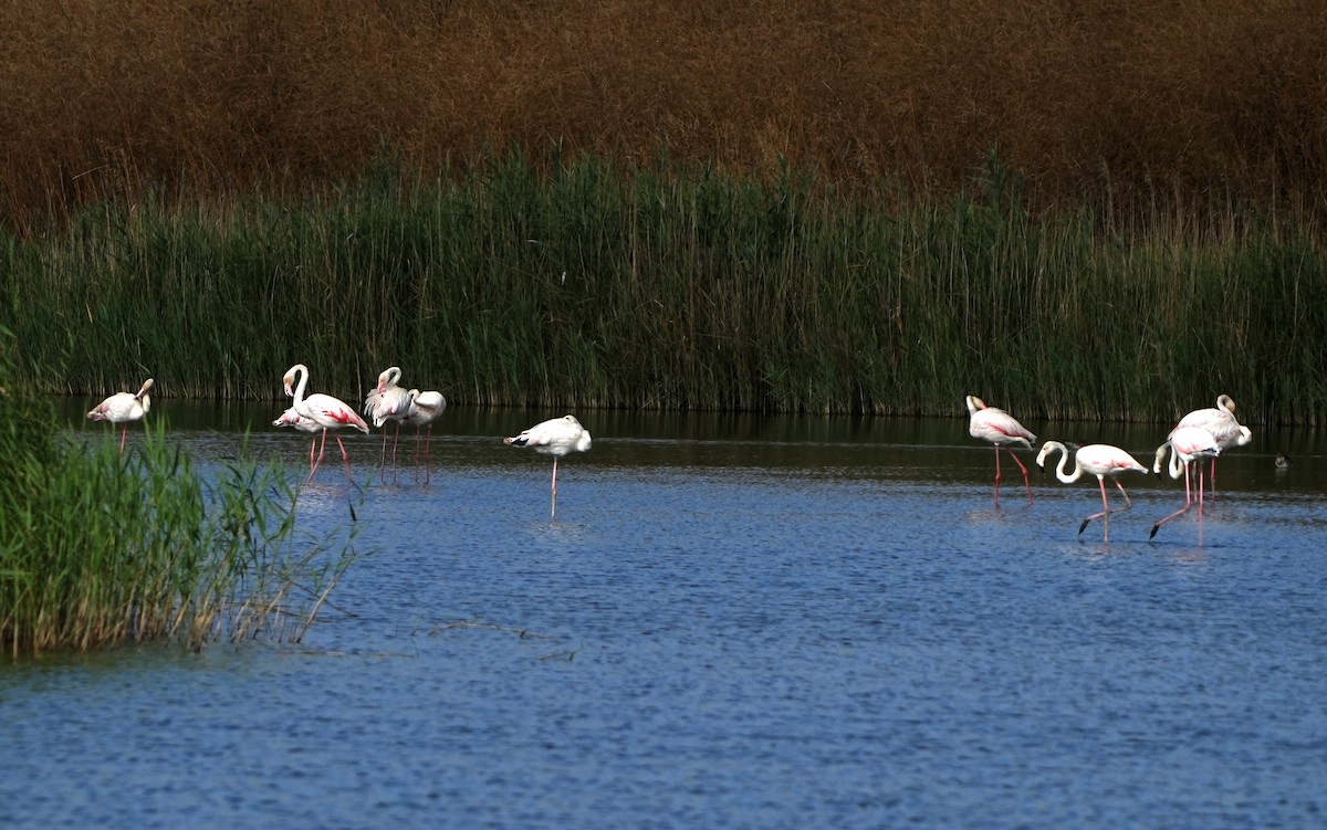 Greater Flamingo - ML620420513