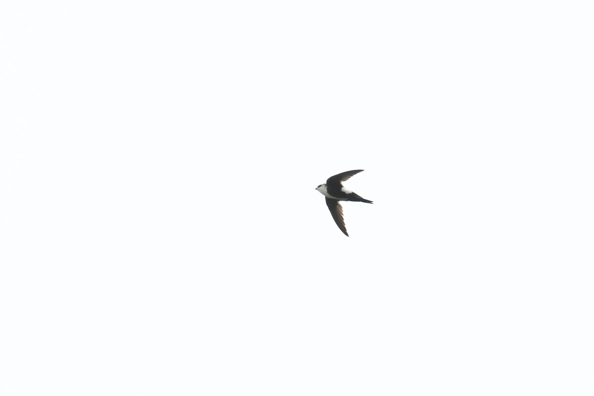 White-throated Swift - ML620420520