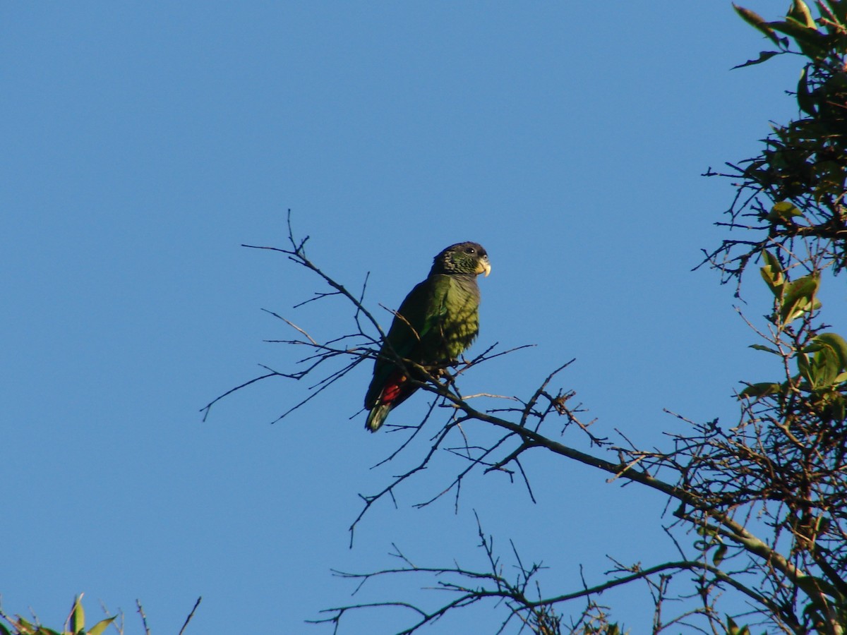 アケボノインコモドキ - ML620420523