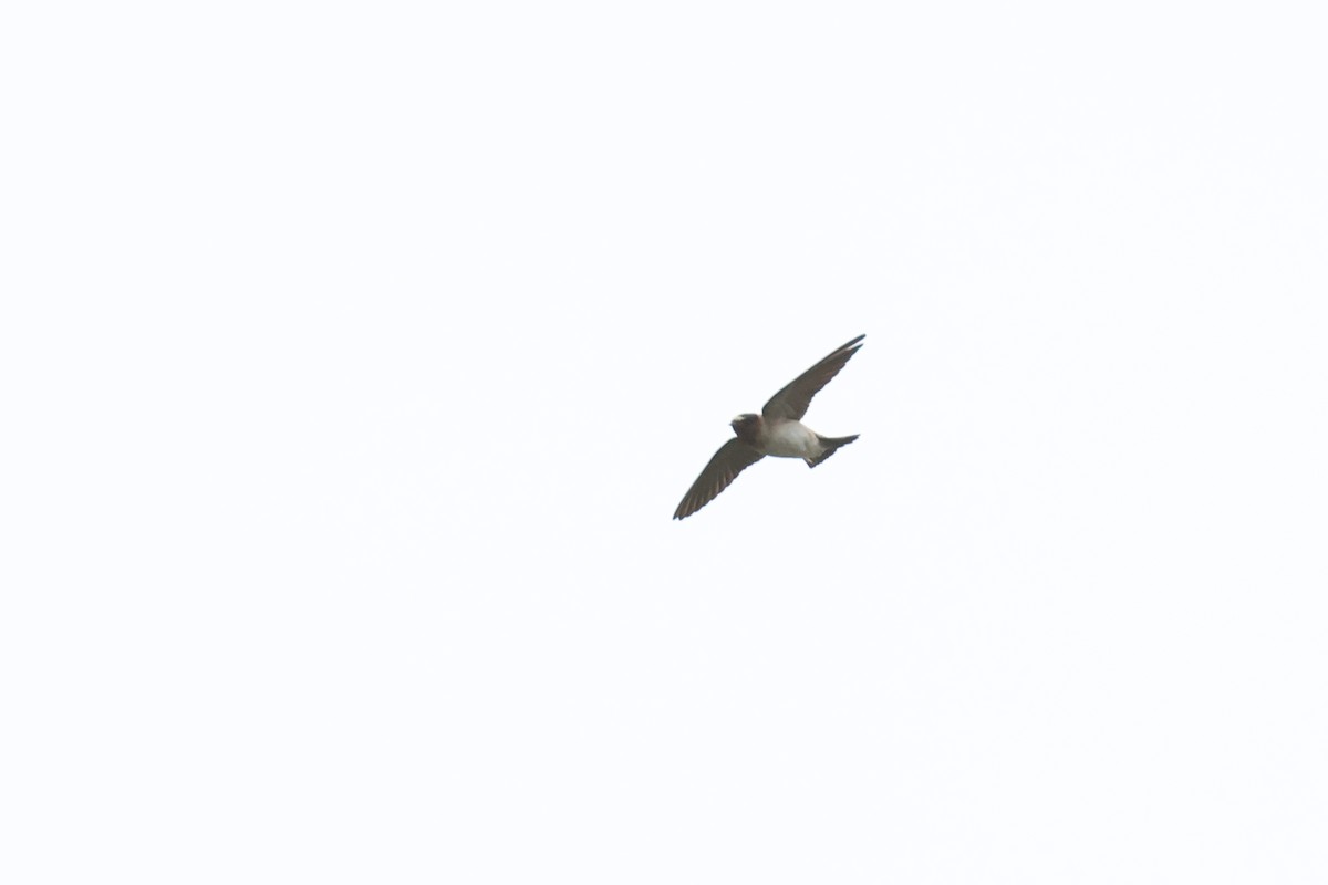 Cliff Swallow - ML620420526