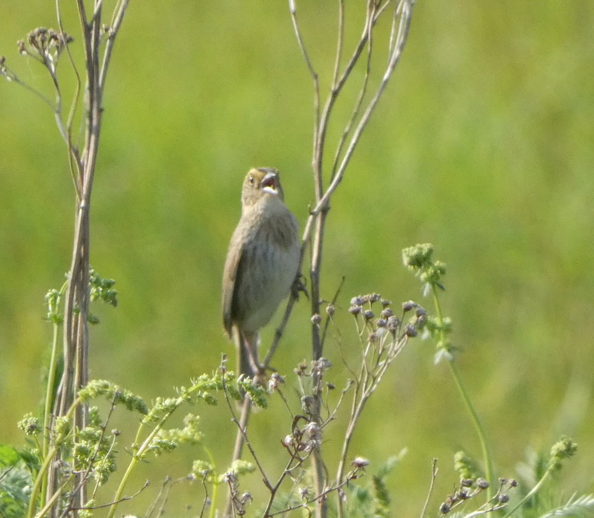 Nelson's Sparrow - ML620420529