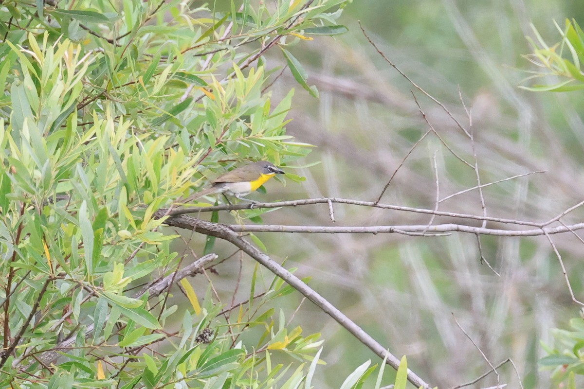 Yellow-breasted Chat - ML620420531