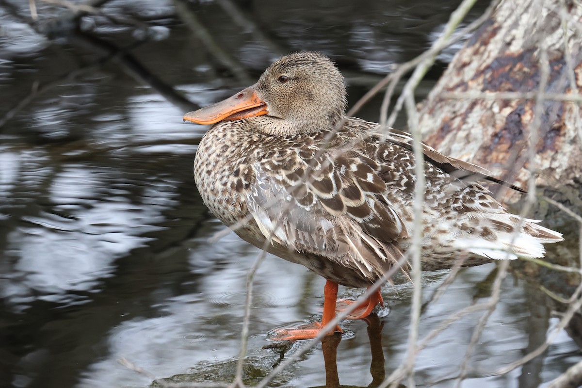 Canard souchet - ML620420544