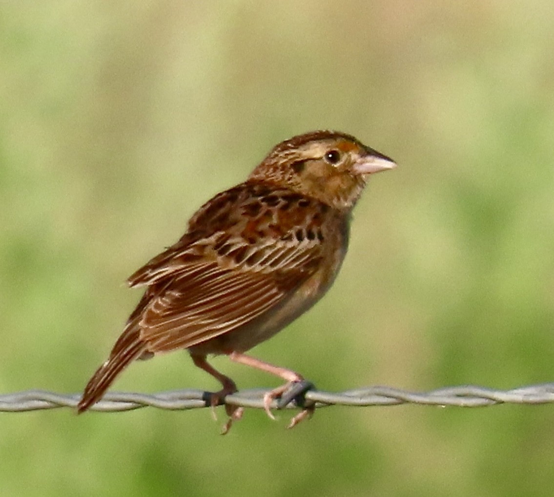 Grasshopper Sparrow - ML620420547