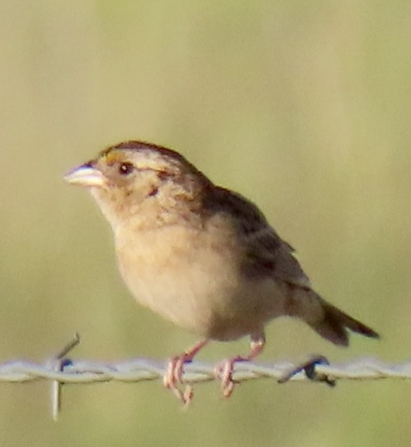 Grasshopper Sparrow - ML620420548