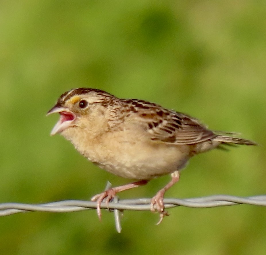 Grasshopper Sparrow - ML620420549