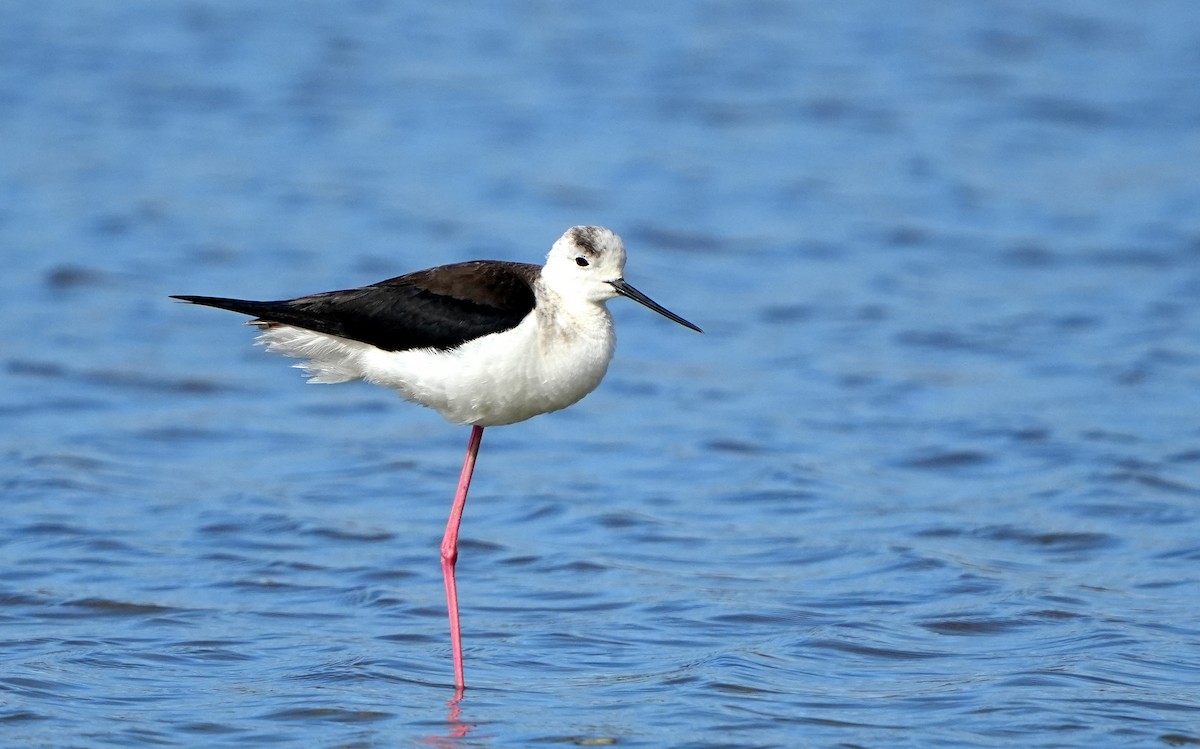 Black-winged Stilt - ML620420555