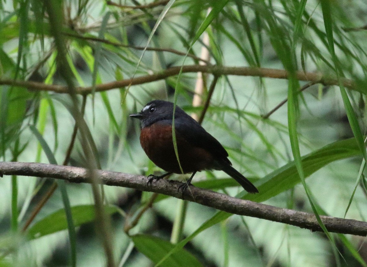 Chestnut-bellied Chat-Tyrant - ML620420557