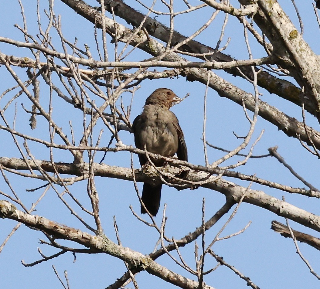 California Towhee - ML620420566