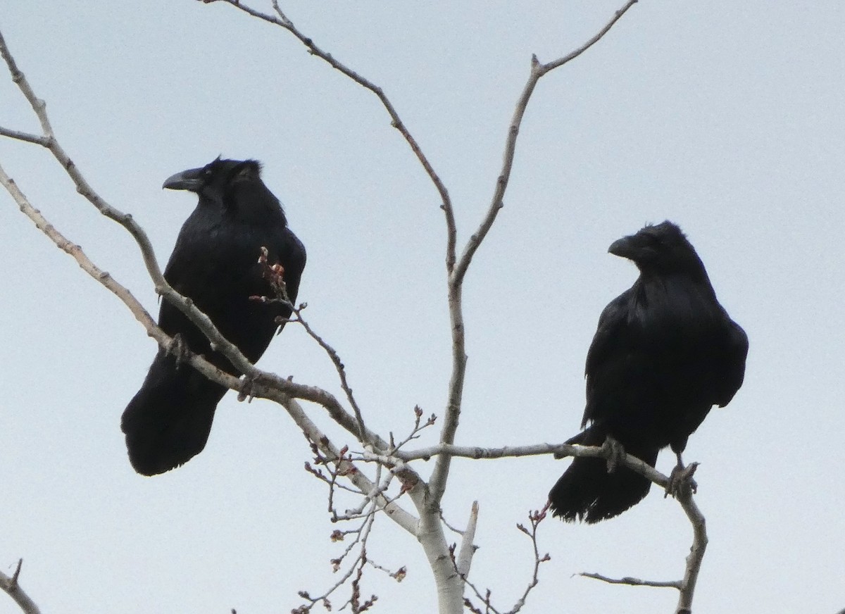 Common Raven - ML620420576