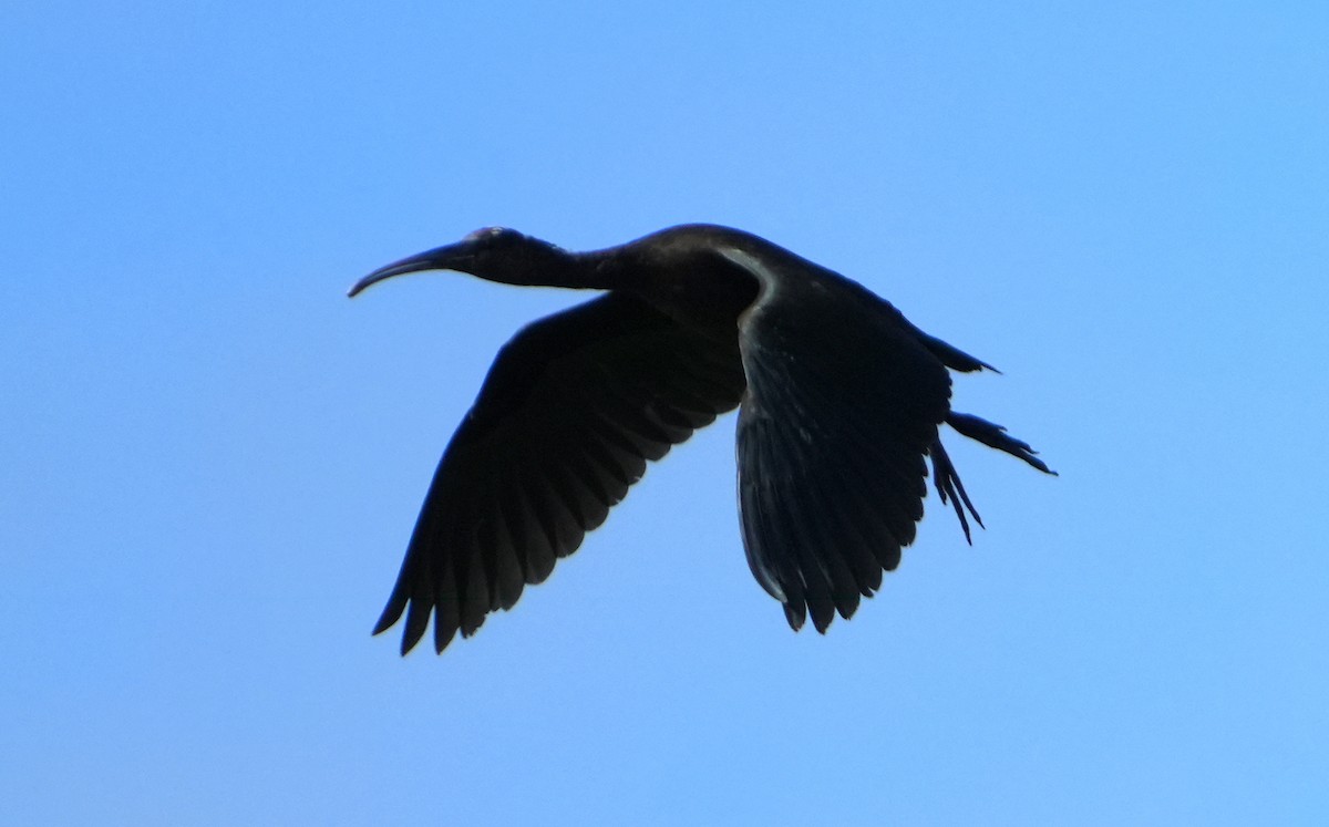 ibis hnědý - ML620420586