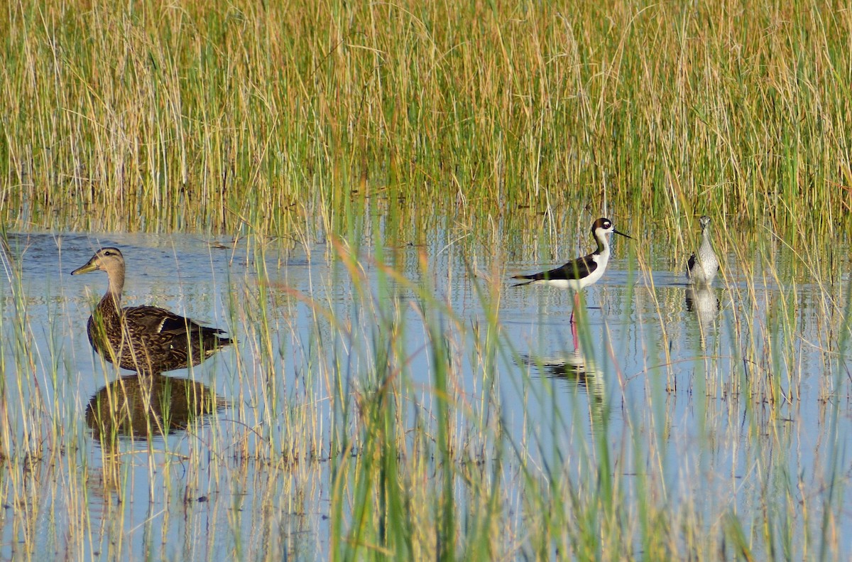 Schwarznacken-Stelzenläufer - ML620420591