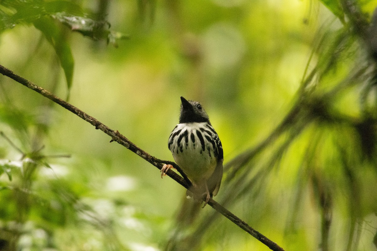 Spot-backed Antbird - ML620420595