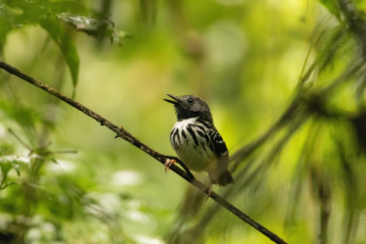 Spot-backed Antbird - Glenn Seeholzer