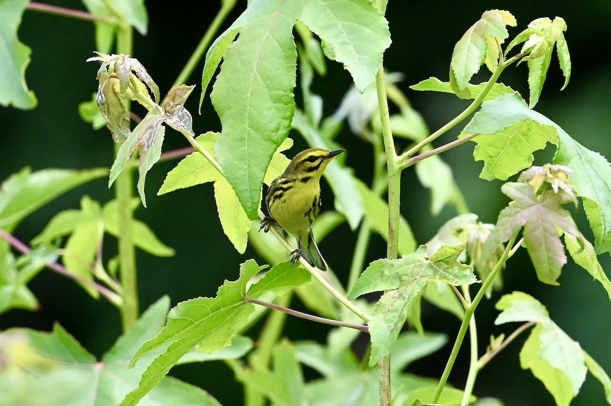 Prairie Warbler - ML620420611