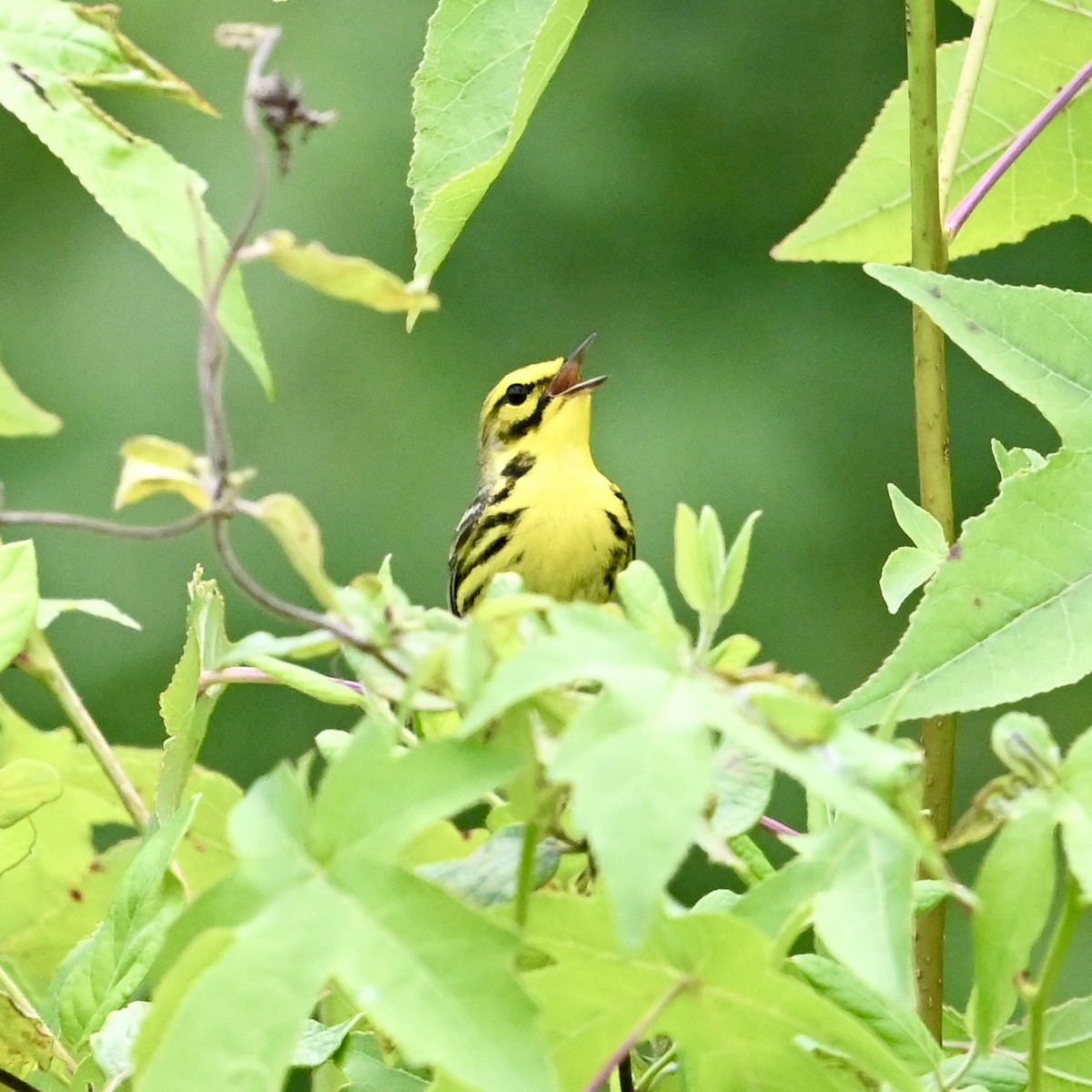 Prairie Warbler - ML620420612