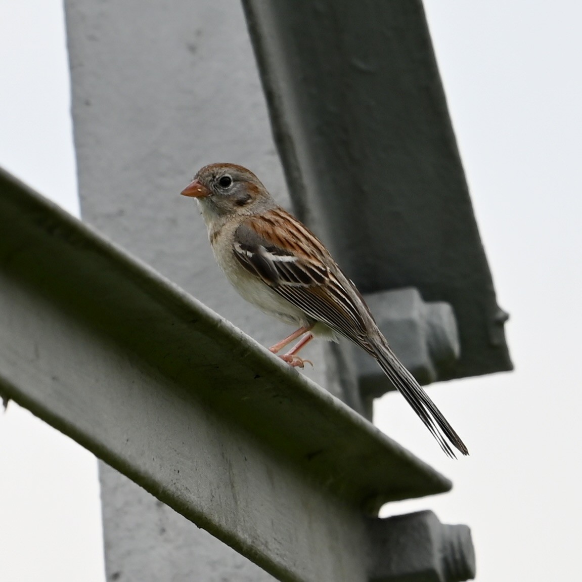 Field Sparrow - ML620420614