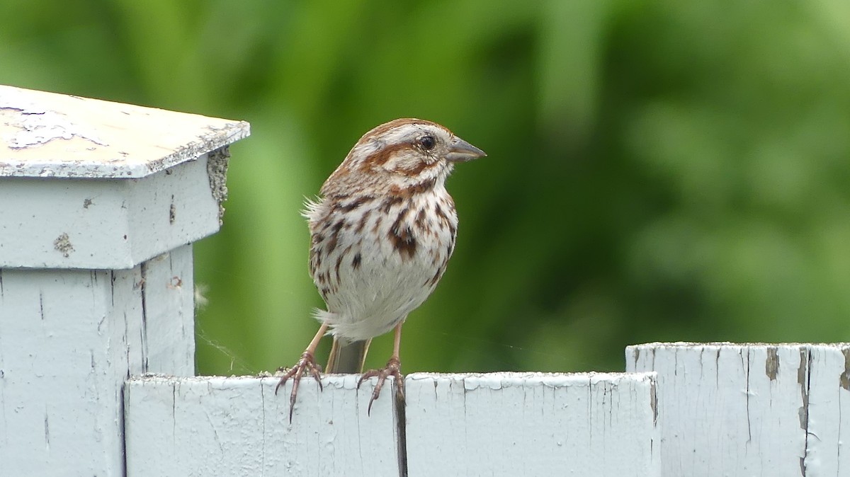 Song Sparrow - Raymond Nadeau