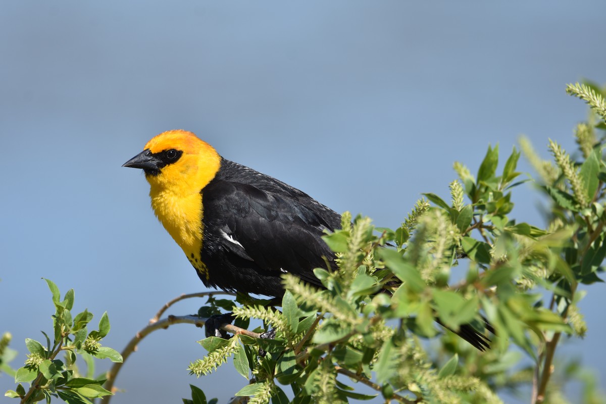 Yellow-headed Blackbird - Finn Harty