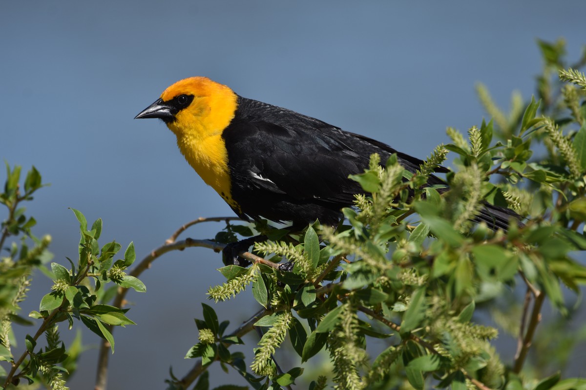 Yellow-headed Blackbird - ML620420628