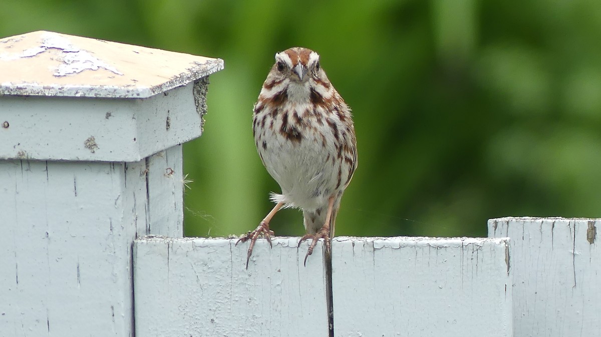 Song Sparrow - ML620420636