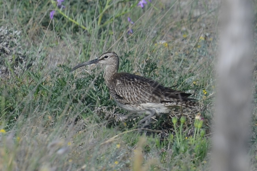 Regenbrachvogel (phaeopus) - ML620420637