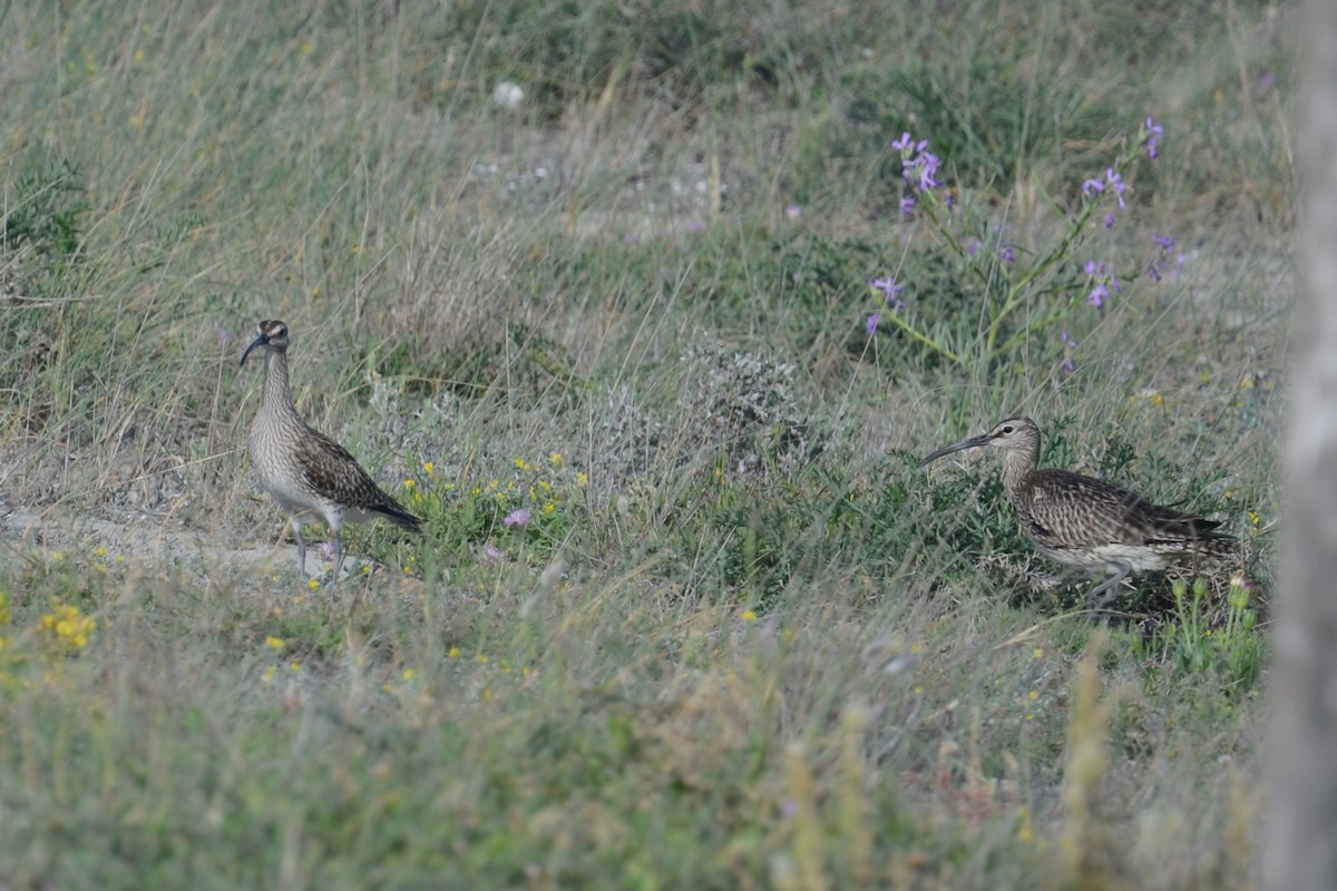 Courlis corlieu (phaeopus) - ML620420638