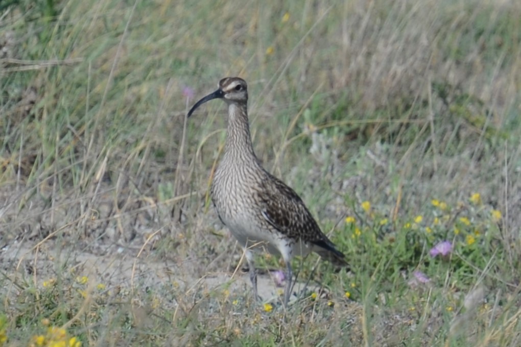 チュウシャクシギ（phaeopus） - ML620420639