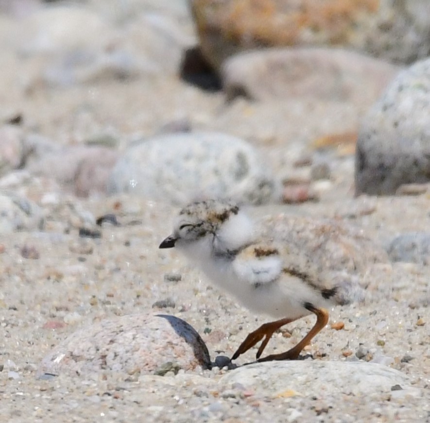 Piping Plover - ML620420640