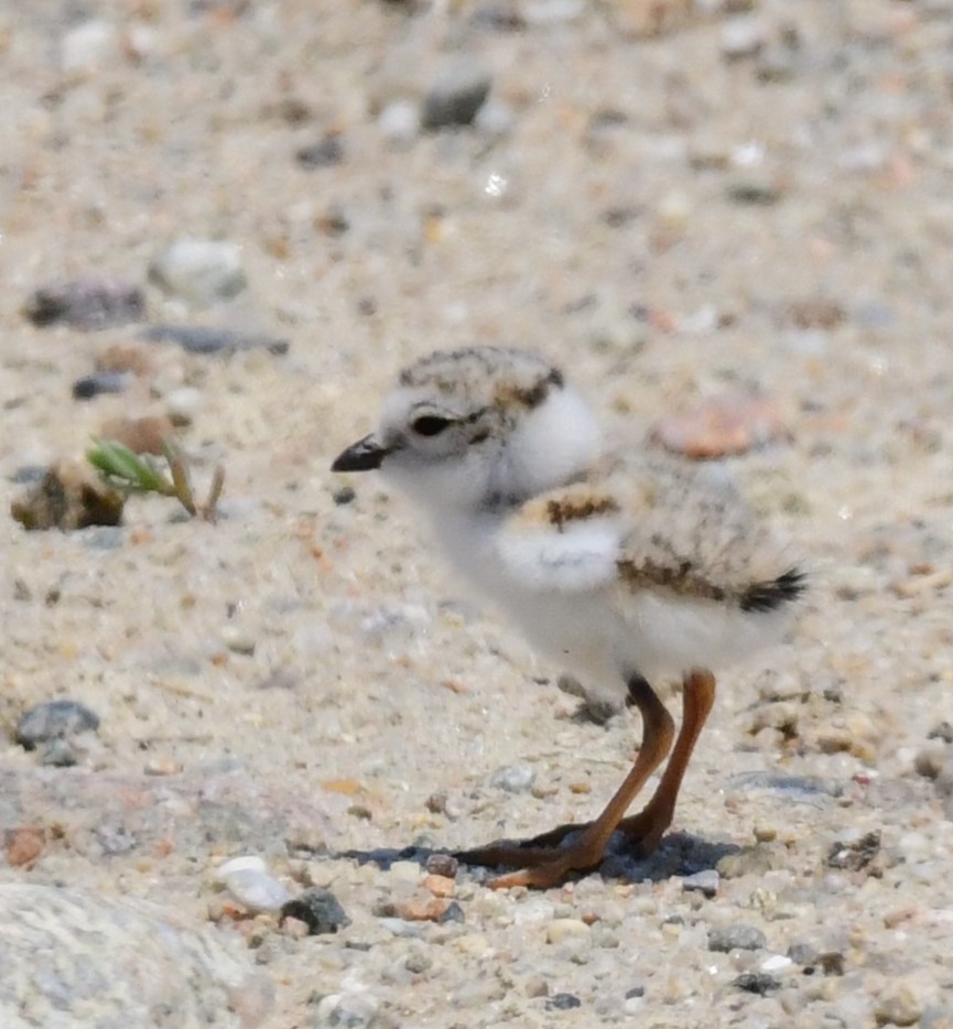 Piping Plover - ML620420641