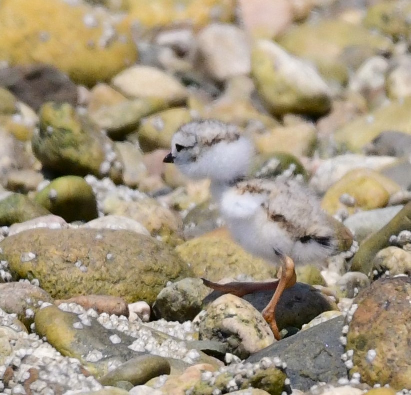 Piping Plover - ML620420644