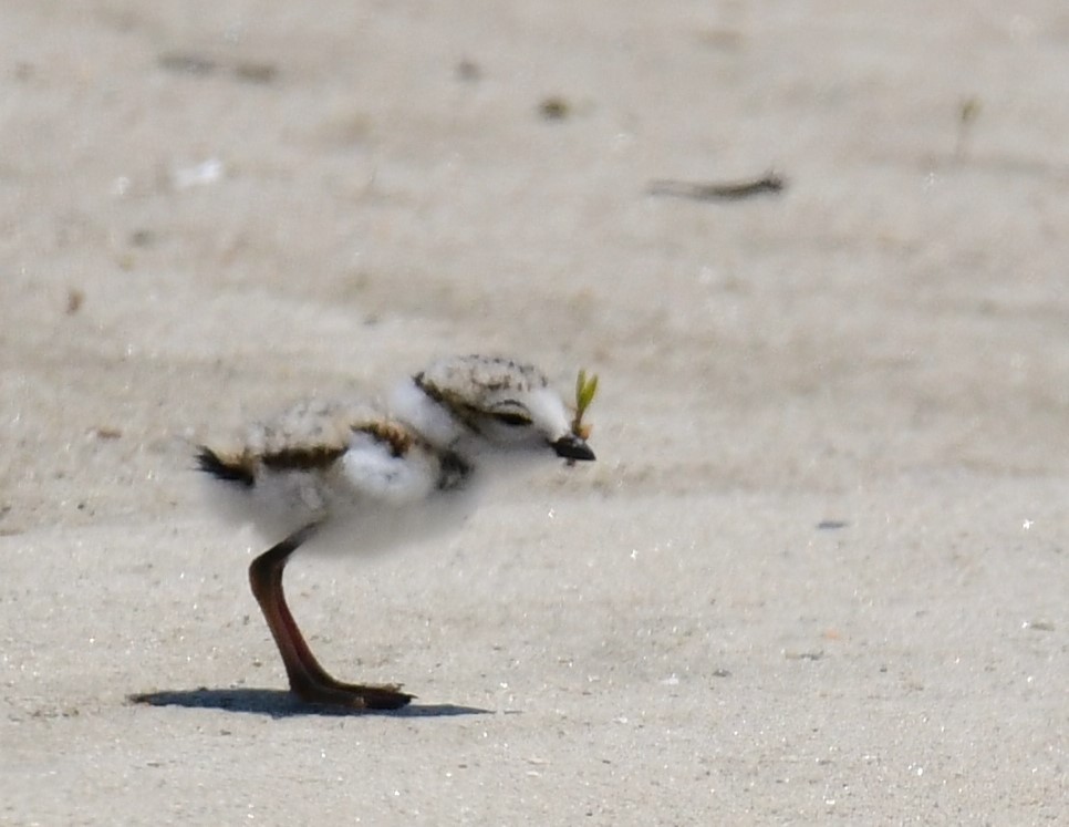 Piping Plover - ML620420645