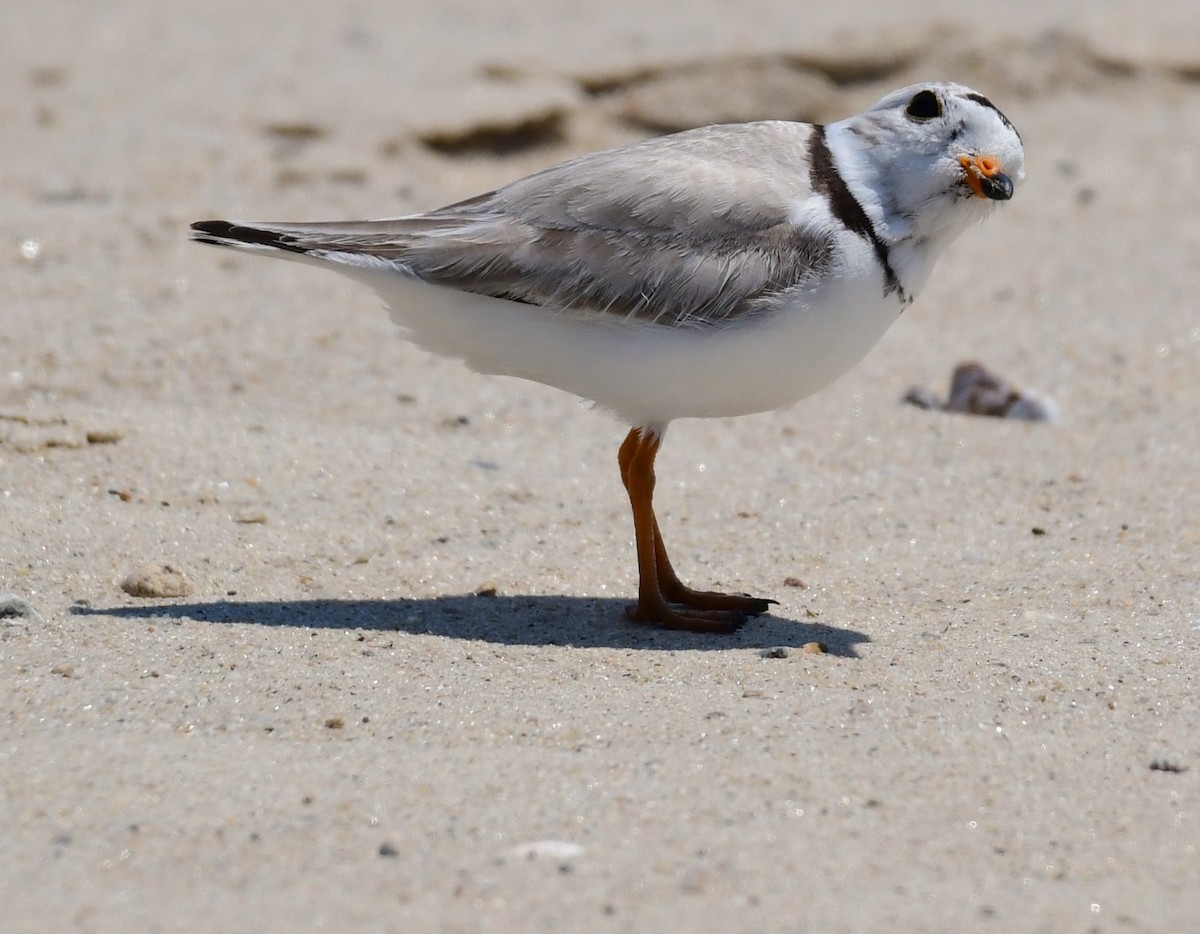 Piping Plover - ML620420648