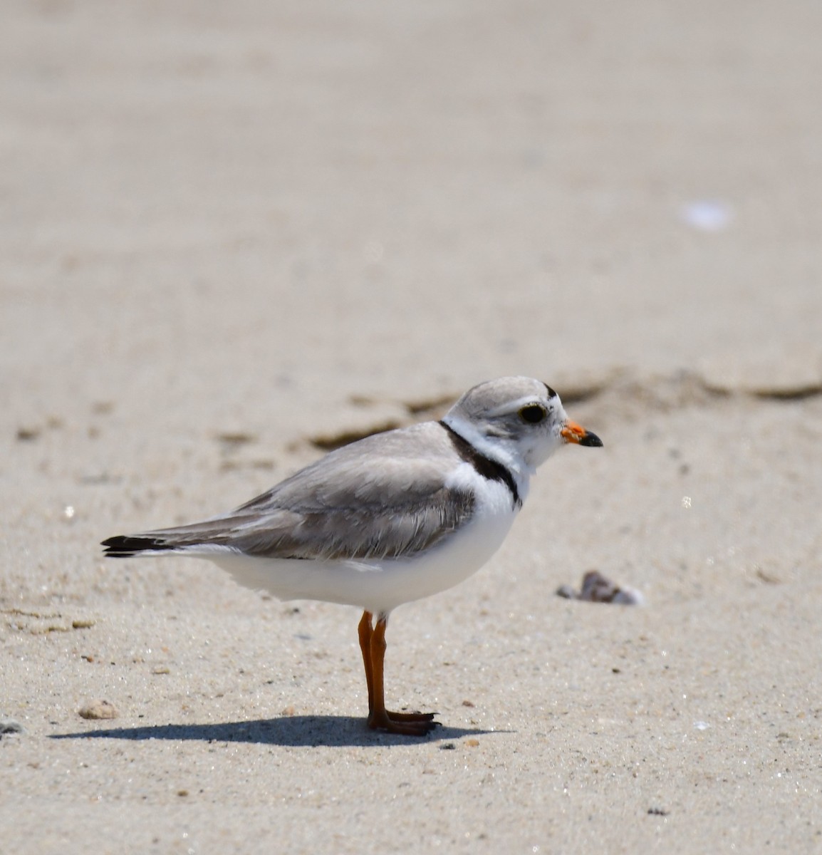 Piping Plover - ML620420649