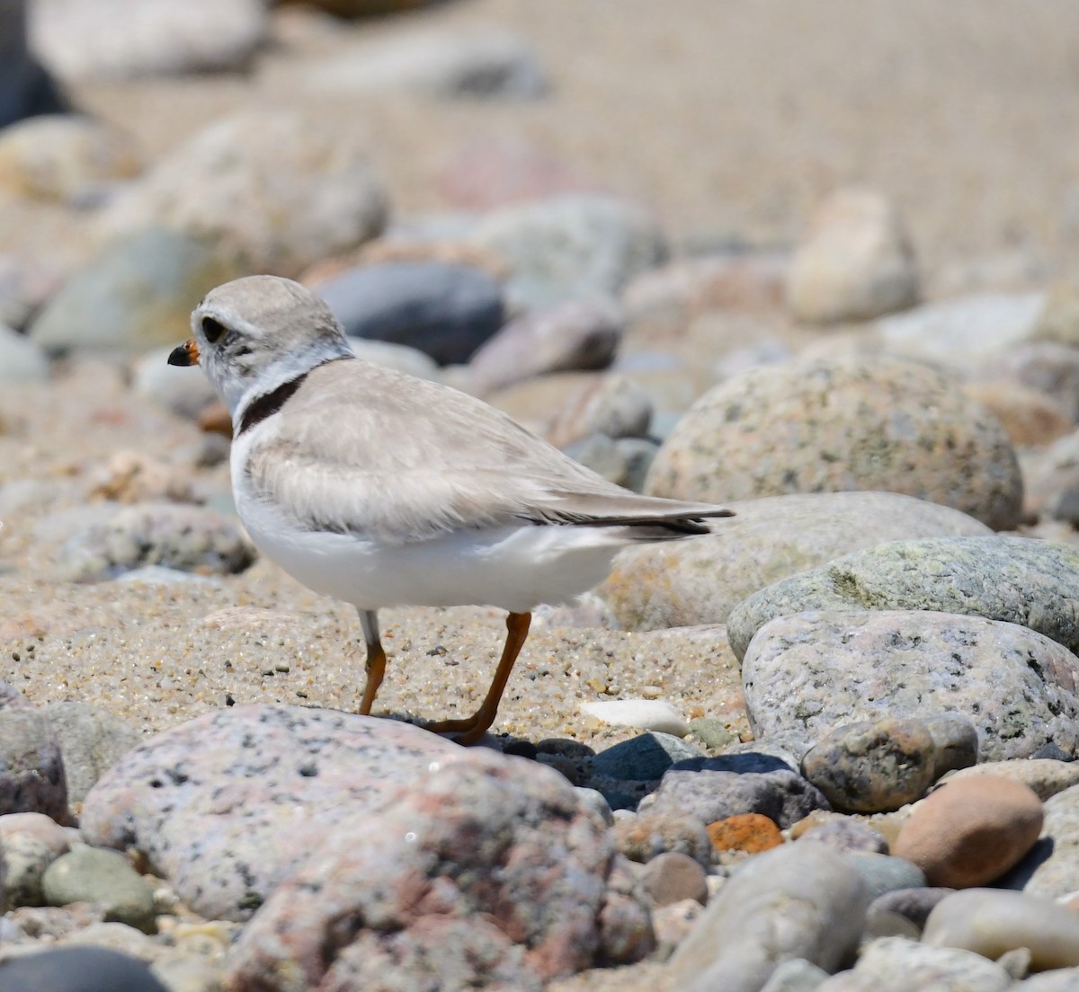 Piping Plover - ML620420650