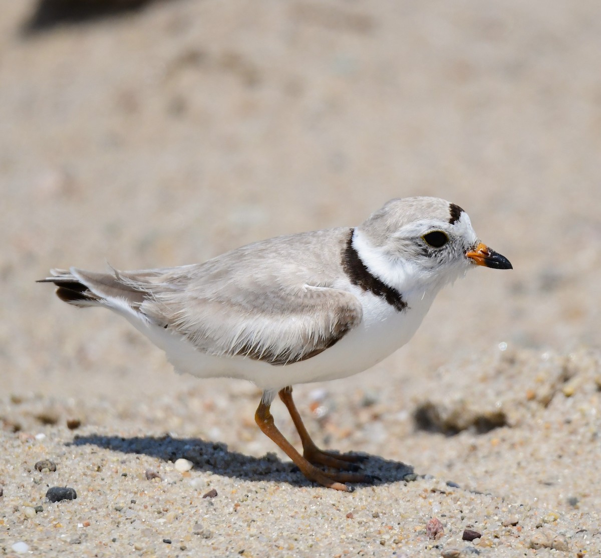 Piping Plover - ML620420651