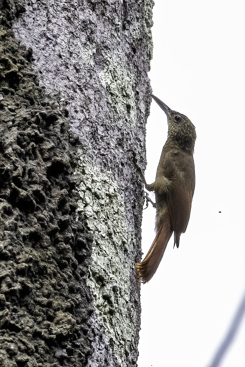 Mournful Woodcreeper - ML620420655