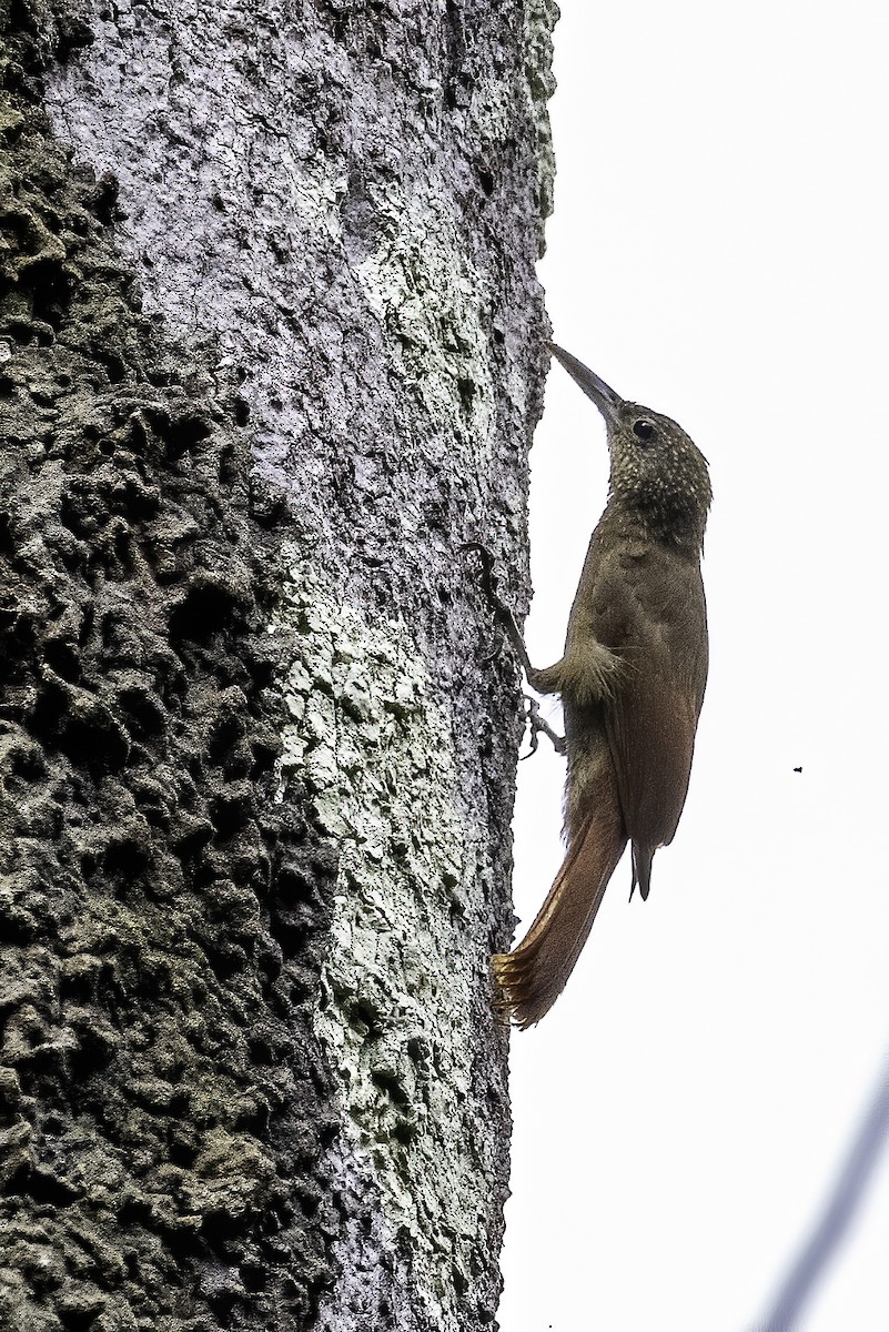 Long-tailed Woodcreeper - ML620420655