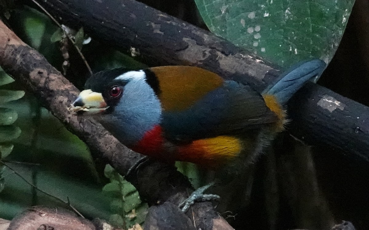 Cabézon toucan - ML620420656