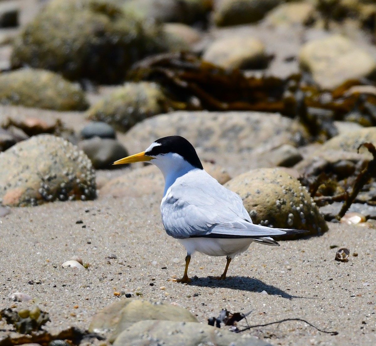 Least Tern - mike shaw