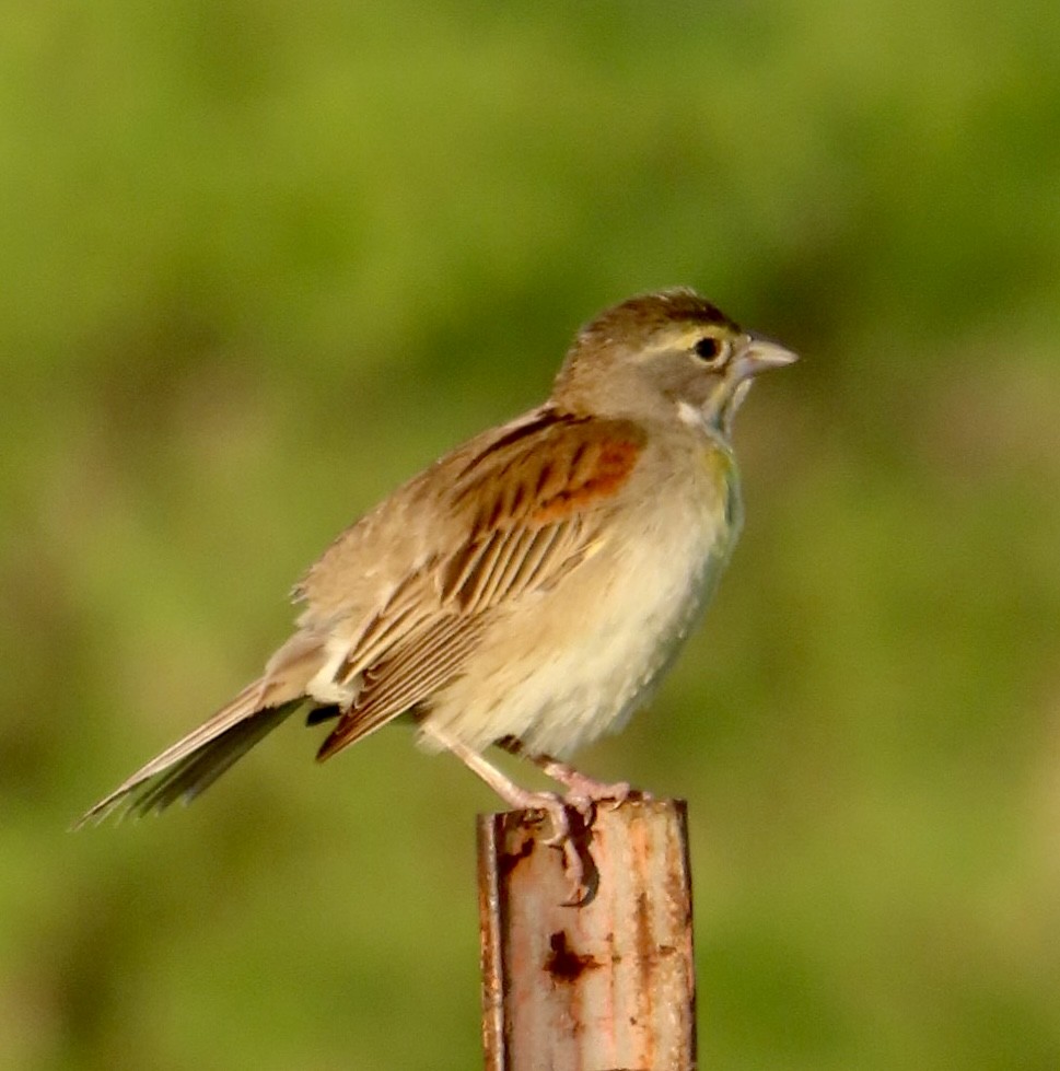 Dickcissel - ML620420660