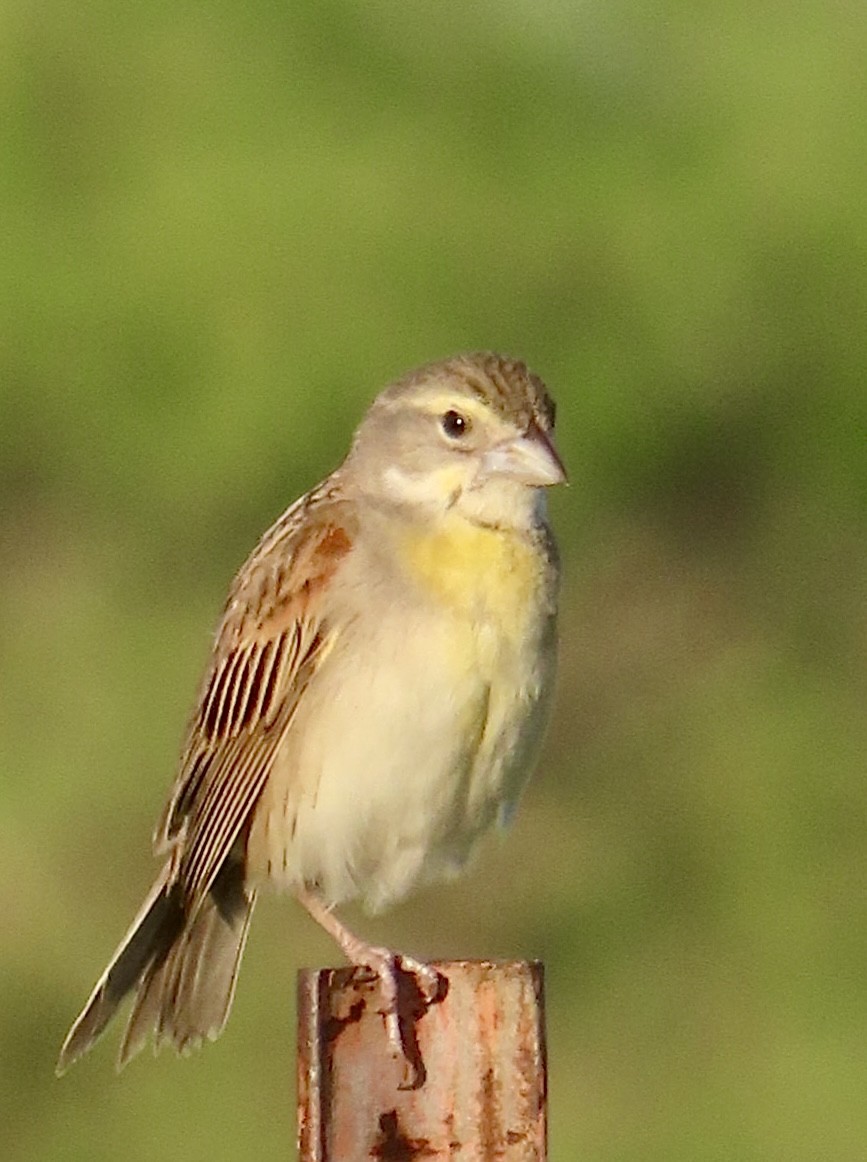 Dickcissel - ML620420661