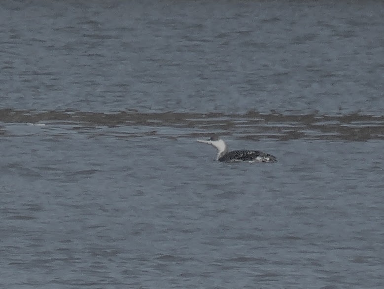 Red-throated Loon - ML620420669