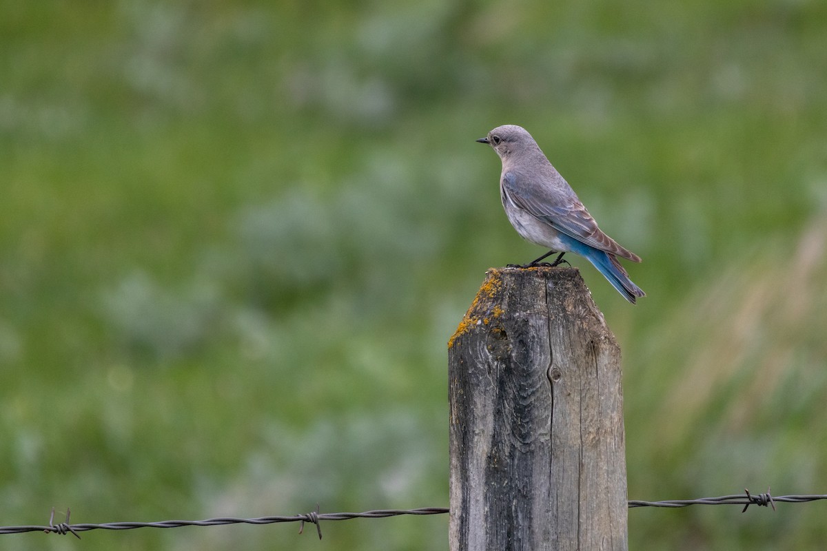 Mountain Bluebird - ML620420670