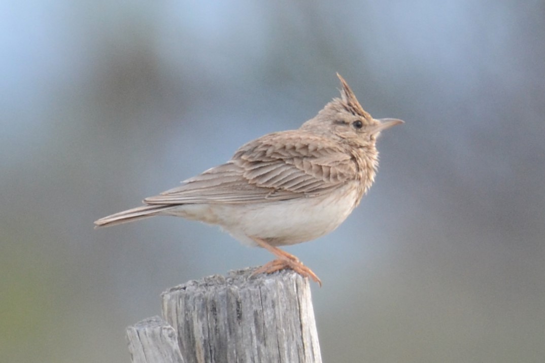 topplerke (cristata gr.) - ML620420673