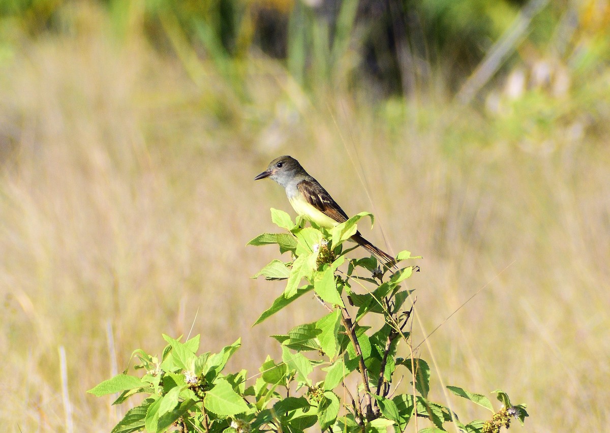 Great Crested Flycatcher - ML620420675