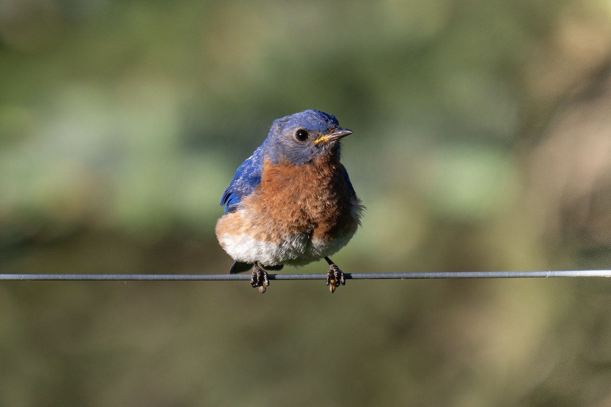 Eastern Bluebird - ML620420689