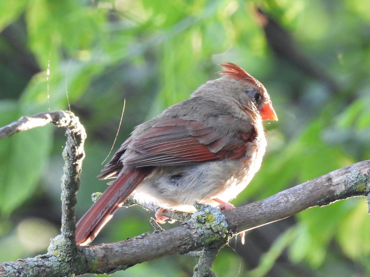 Northern Cardinal - ML620420692